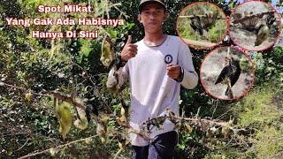 Mikat Burung Konin Saat Musim Samak Berbunga