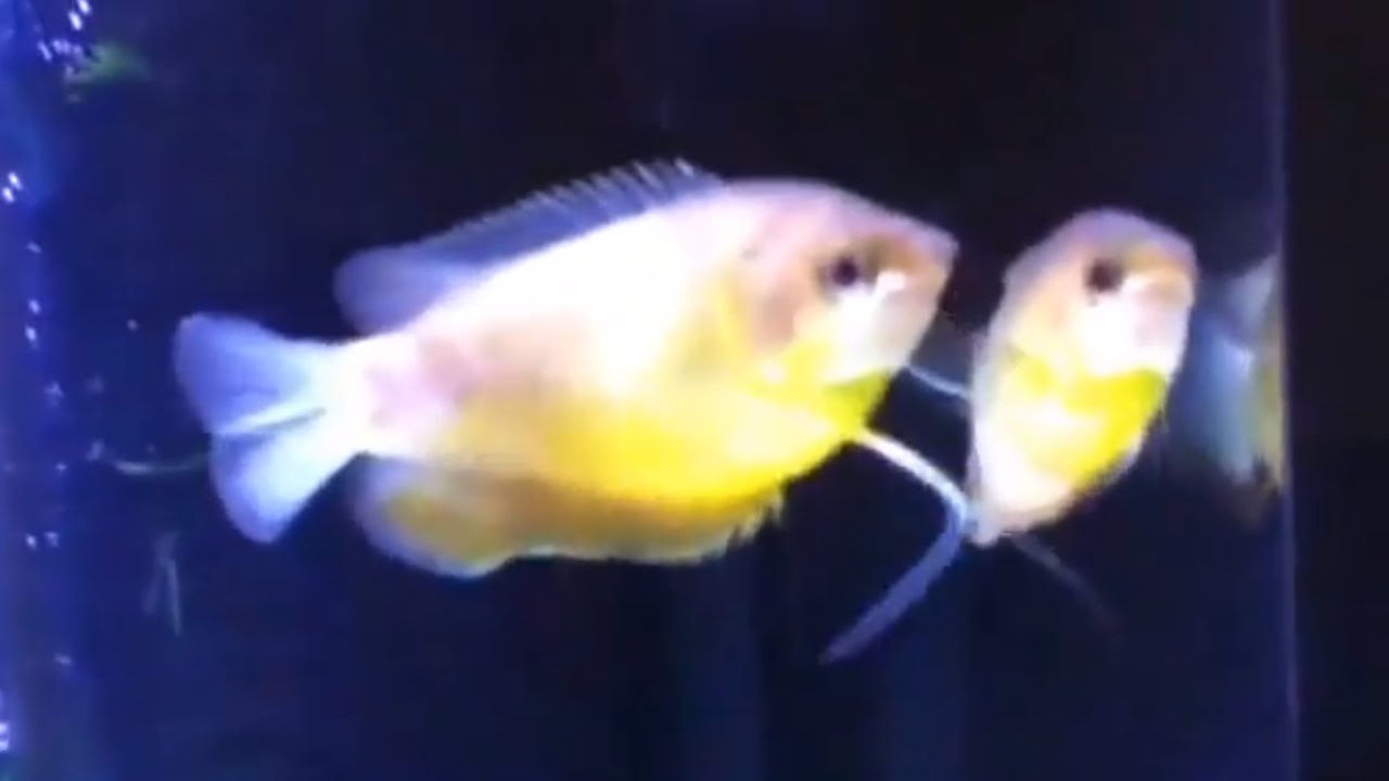 fluval roma 90 review Honey gourami in the big tank