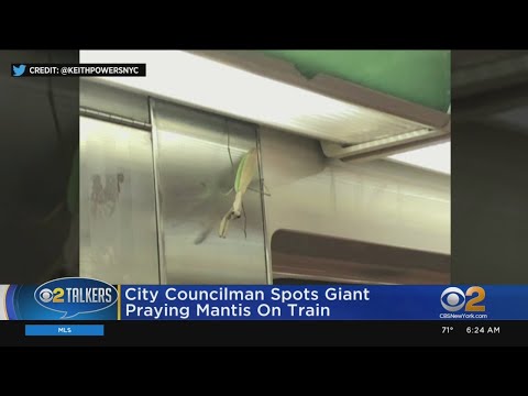 City Councilman Spots Giant Praying Mantis On Train