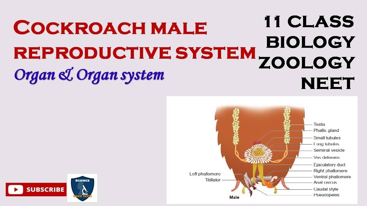 Cockroach Male Reproductive System | Organ and Organ Systems in Animals ...