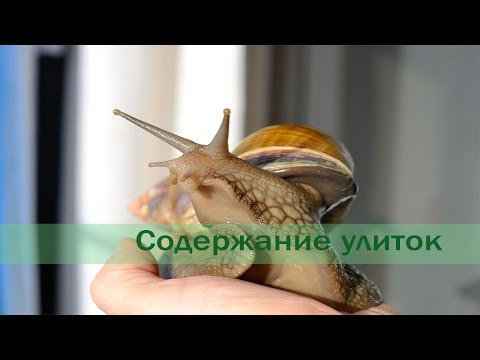 как ухаживать за улитками