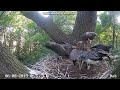 Bociany czarne z Polski (dąb)  2019 08 06 Są blisko gniazda, stawiają się w komplecie na karmienie