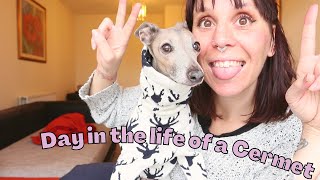 a day in the life of an Italian greyhound