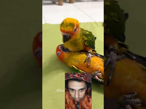 احمد انت نايم ولا صاحي