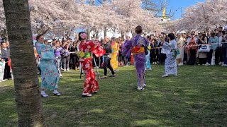 Copenhagen Sakura Festival 2023🇩🇰🌸|Almir Jan|Langelinje Park|#copenhagen #denmark#festival #sakura