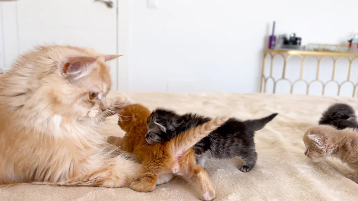 Watch the video about Dad Cat Loves his Baby Kittens