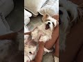 We Will Always Be Friends Forever 🥹❤️ | Frankie Tails Yorkie
