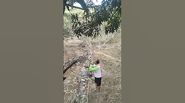 Kera Ekor Panjang Minta Pisang