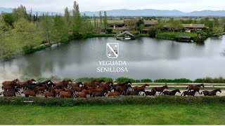Yeguada Senillosa Pura Raza Española España, 2025