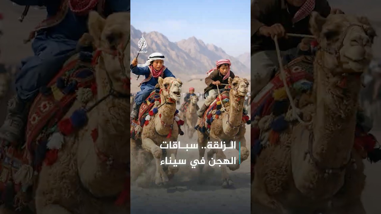 سباق الهجن في سيناء.. تحدي يقوده فرسان في عمر الزهور