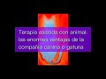 Terapia asistida con animal: las enormes ventajas de la compañía canina o gatuna