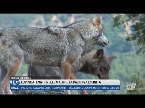 TG BASSANO Edizione completa | 18/06/2024