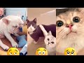 Funny pets compilation  adorable pet moments 