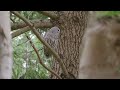 Barred owl makes an abbreviated hoot