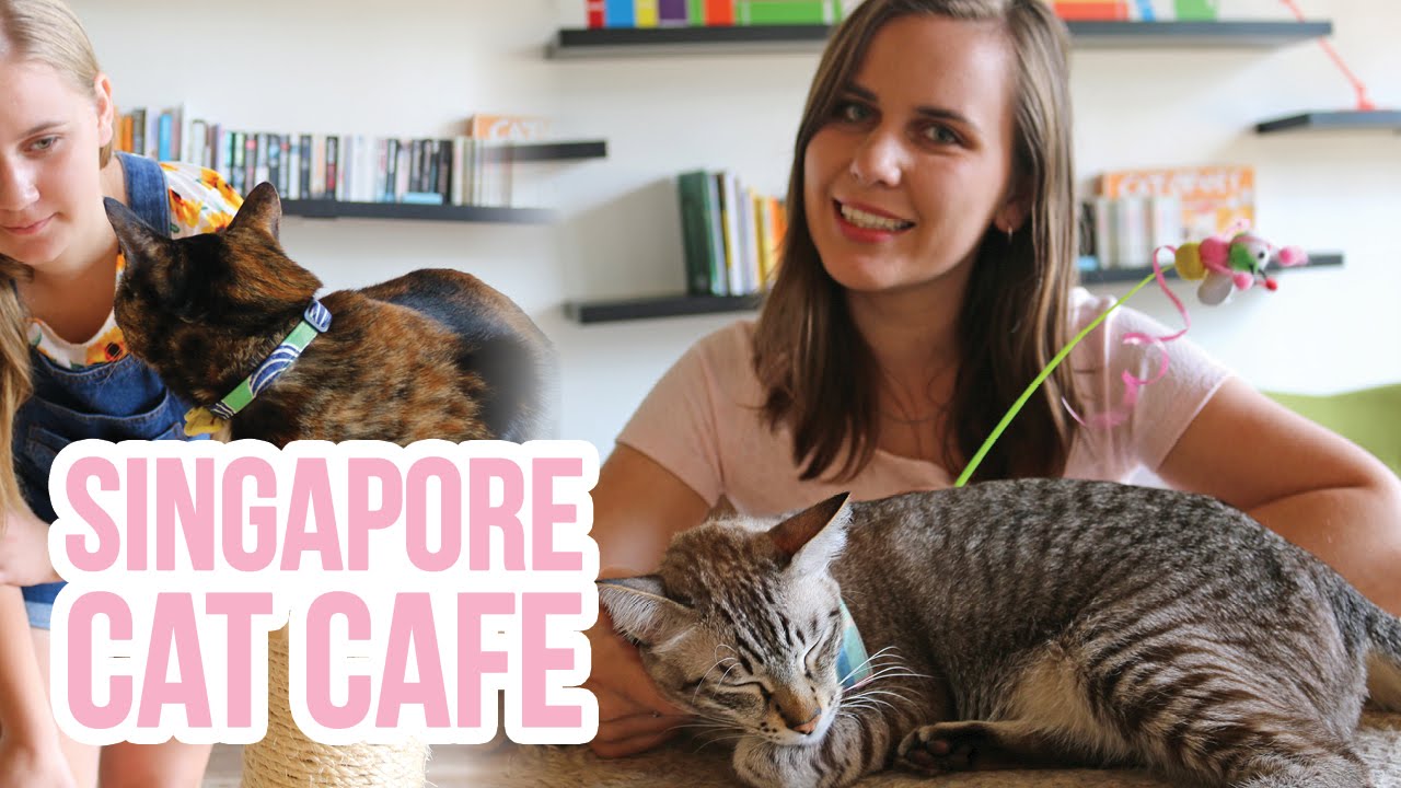  Singapore  Day 4 Cat  Cafe  Neko  No  Niwa  Orchard Road 