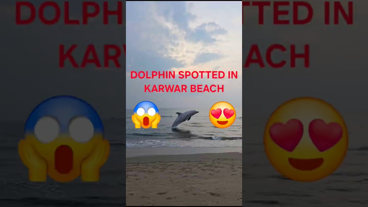 Dolphin spotted in Karwar beach part 2😀🤩 