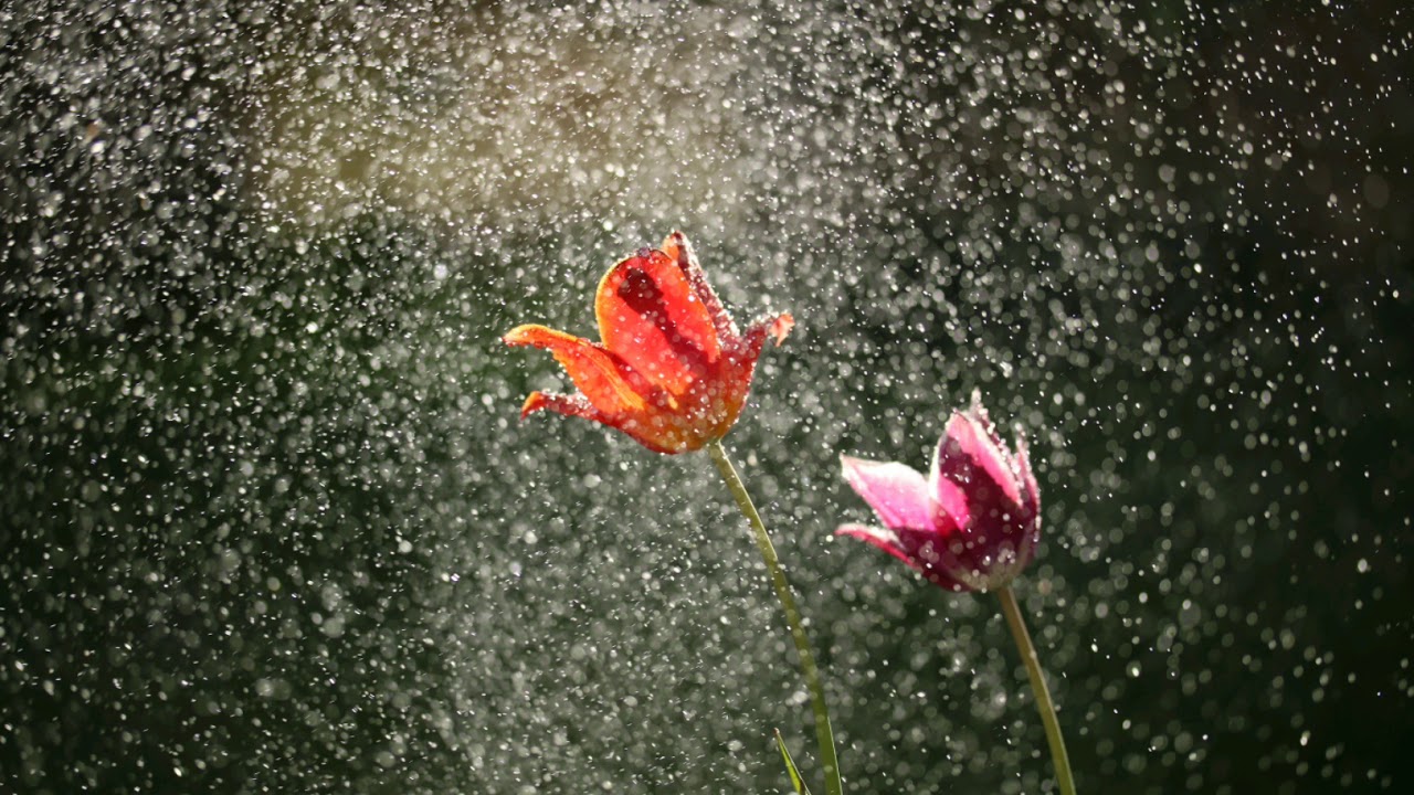 Calming and Relaxing Music Rain Sounds Wind Chimes Relaxing Music for Stress Relief YouTube