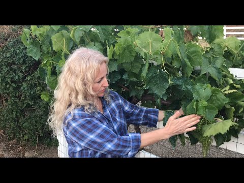 Video: How To Pinch Grapes? Summer Grape Picking From Unnecessary Shoots For Beginners