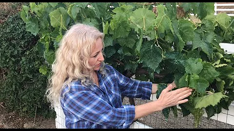 HOW TO PRUNE GRAPE VINES IN SUMMER - EASY INSTRUCTIONS