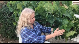 EASY INSTRUCTIONS ON HOW TO PRUNE GRAPE VINES IN SUMMER - SIMPLIFIED INSTRUCTIONS