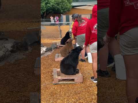 I Went to a Bear Sanctuary #bear #yellowstone