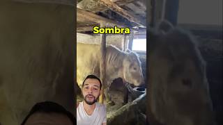Sombra 🐂 #agro #campo #rancho #ganado #ganaderia #bovinos #zootecnia #agronomia #elpecuario