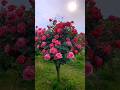 wow.😍 colourful rose flowers. |today flowers.|#rosegarden #satisfying #flowergarden #viral