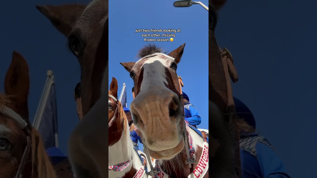Only 272 Days To Go Rodeohouston Rodeo Rodeoparade Horses