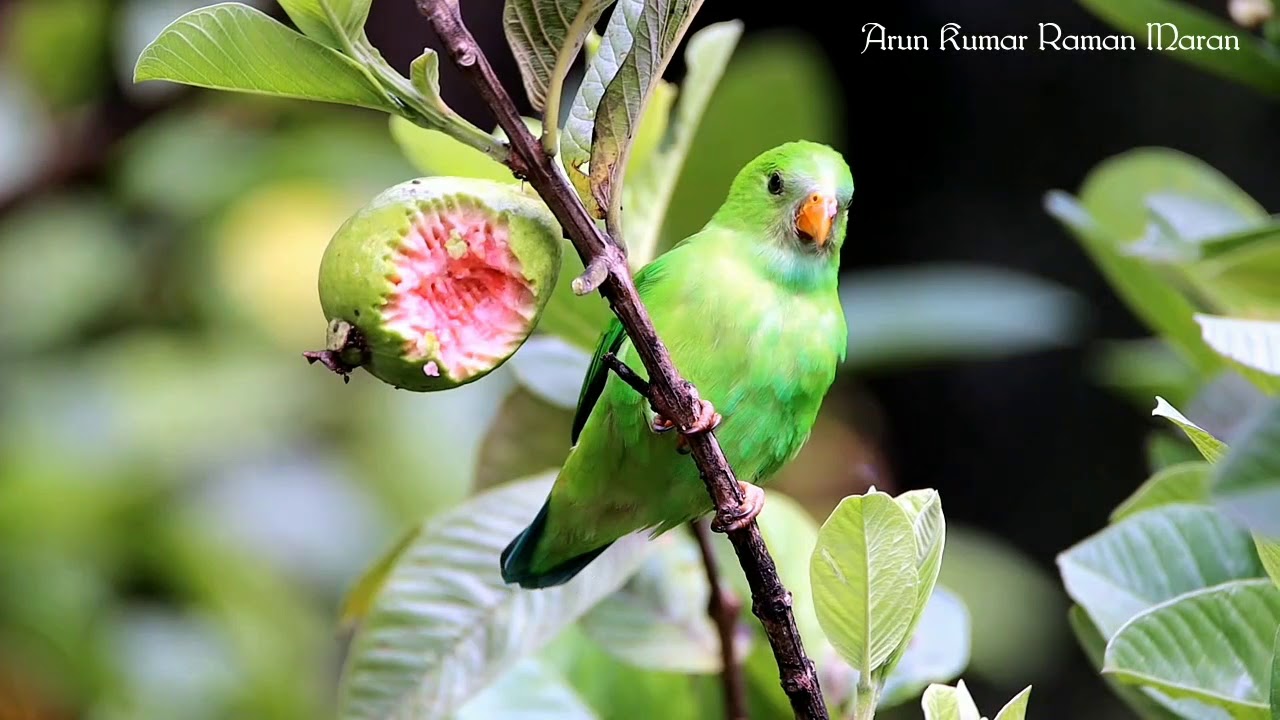 Vernal Hanging Parrot 