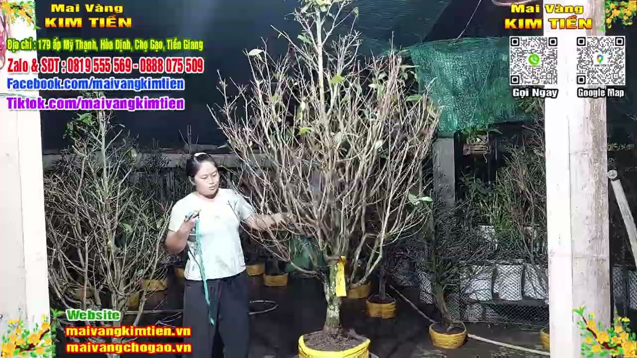 Phôi Mai Thủ Đức Giá Rẻ Bao Ship Bao Sống Toàn Quốc - Mai Vàng Kim Tiền Chợ Gạo