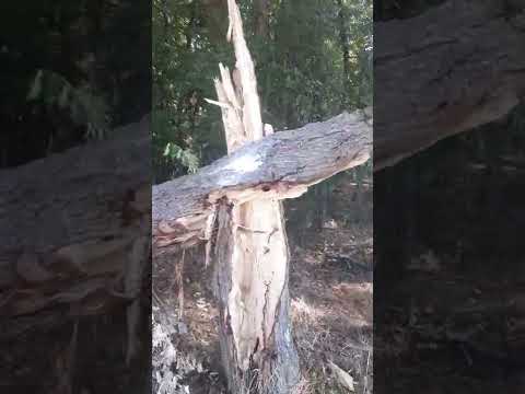 0 - Des frelons dans un tronc d'arbre