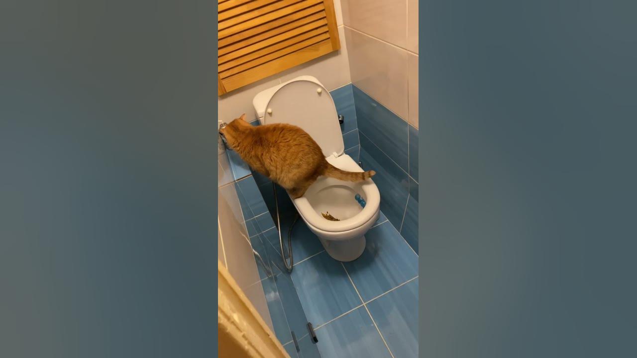 Сама себя снимает как писает Сисси шлюшка снимает сама себя, пока ее трахают в ванной watch online
