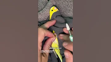 A Tiny Nail Trim For A Tiny Parrot Budgie Petbird Parrotnailtrim 