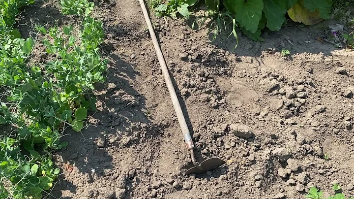 ASMR | little garden patch tour (whispered voice over)