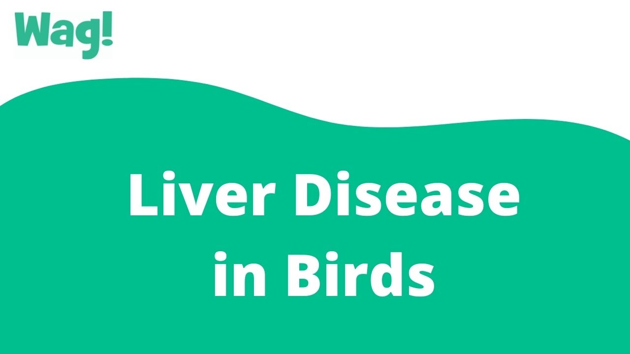 Liver Disease in Birds Wag! YouTube