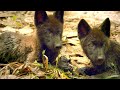 Wolf Pups and Canine Intelligence
