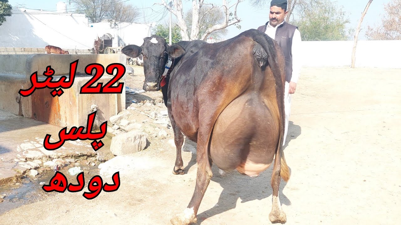 مدثر اقبال گجرساب لکھو 6 گائیں 1 وچھی برائے فروخت 29 جنوری 2026 karnana channel