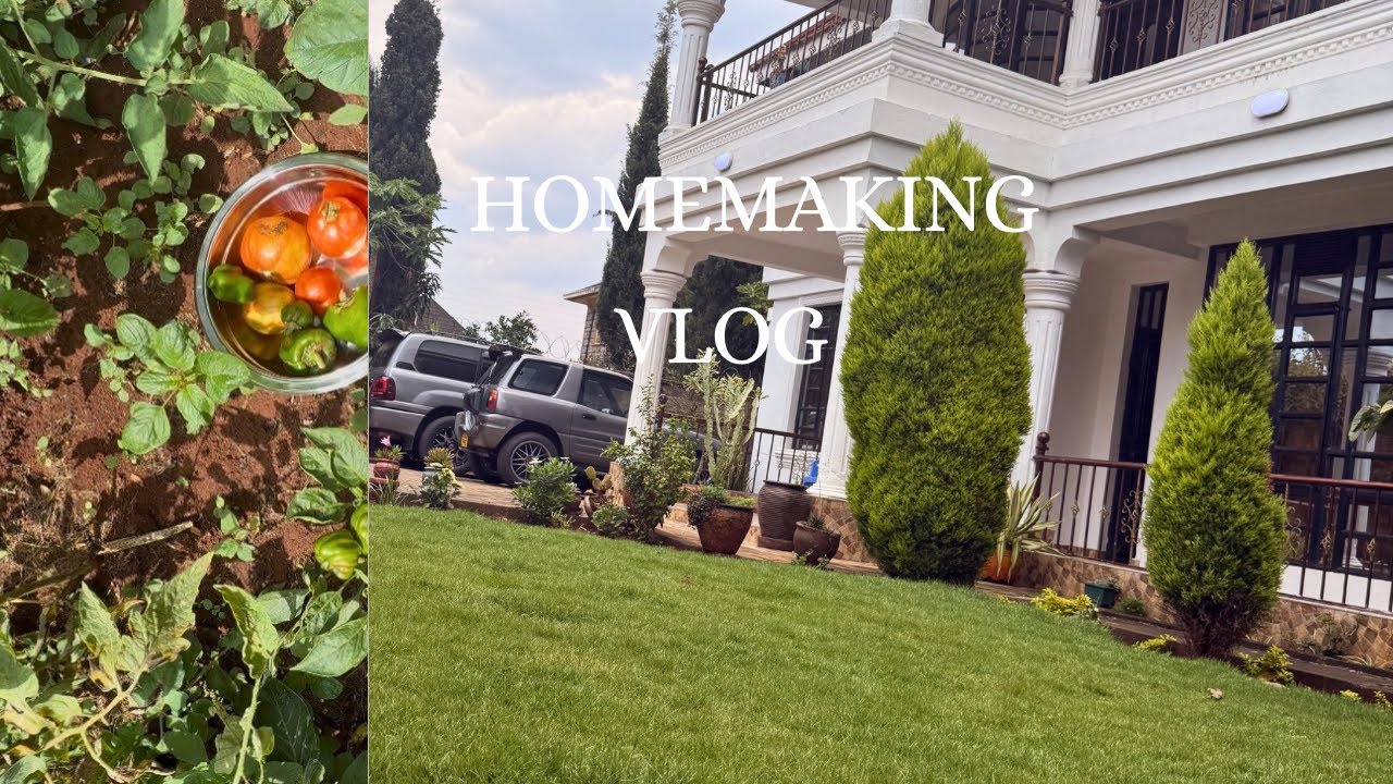 HOMEMAKING||KITCHEN GARDEN UPDATE||TOMATOES   HARVESTING||PURELY ORGANIC FARMING 