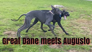 Great Dane From Hell. Part 1