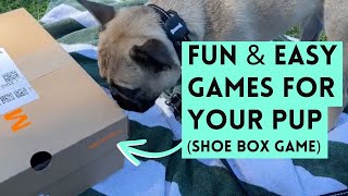 Fun & Easy Enrichment Games for Your Pup (The Shoebox Game)