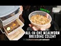 The BEST Setup For A Breeding Colony? | MEALWORM UNBOXING & SETTING UP