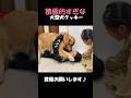 娘が好きすぎてちゅっちゅ❤️しまくる大型犬クッキー#goldenretriever#箱入りクッキーはゴールデンレトリバー #dog