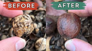 People should do this hickory nut foraging trick