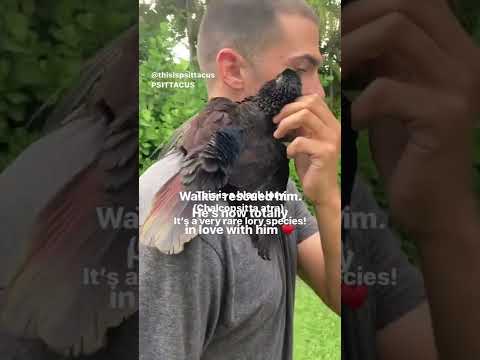 Black lory parrot with Walker Blanco #shorts