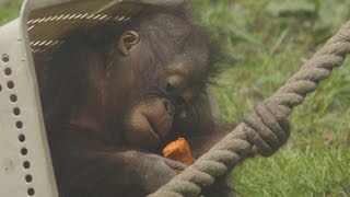 カゴに入るオランウータン~Orangutan in　basket