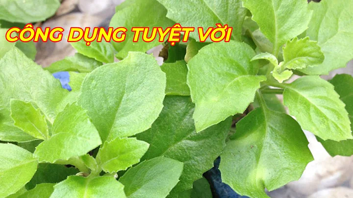 Top 10 cây rau bầu đất