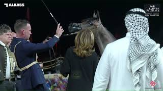 N 25 ALEXIS NWA Katara Int Arabian Horse Festival 2023 Yearling Fillies Class 1C
