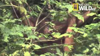 Pat Spain meets Pinkie the Orangutan | Beast Man | National Geographic UK