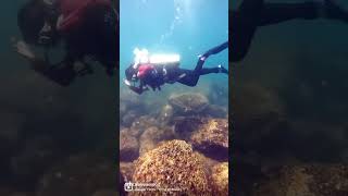 How much does it cost to scuba dive in Murdeshwara (Netrani Island) #shorts