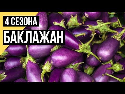 Четыре сезона. Баклажаны